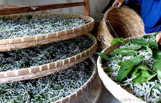 桑树种在家里可不可以,桑树盆栽放在家里可以吗