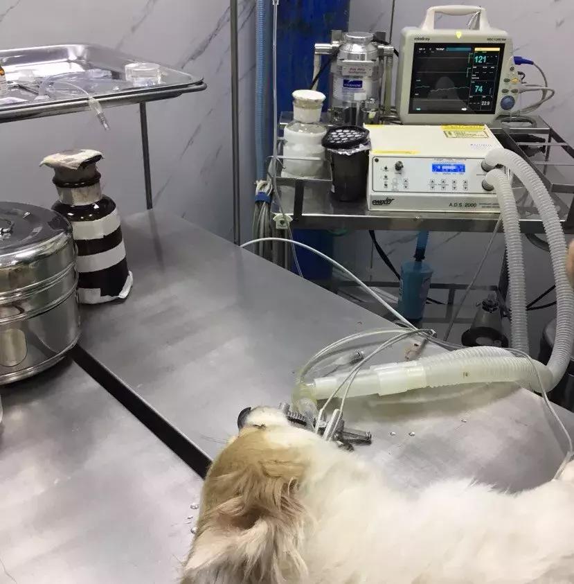 牛膈疝的症状和危害,动物轻微脐疝处理