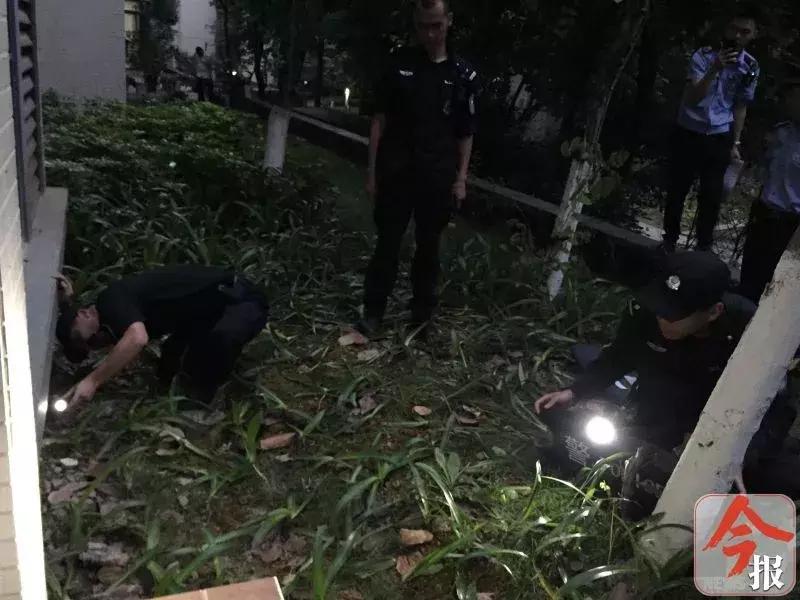 恶犬咬死小狗,花果园恶犬咬死猫