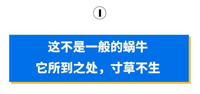 蜗牛身上有好多特别特别小的虫子,碰到那么小的蜗牛会有寄生虫吗