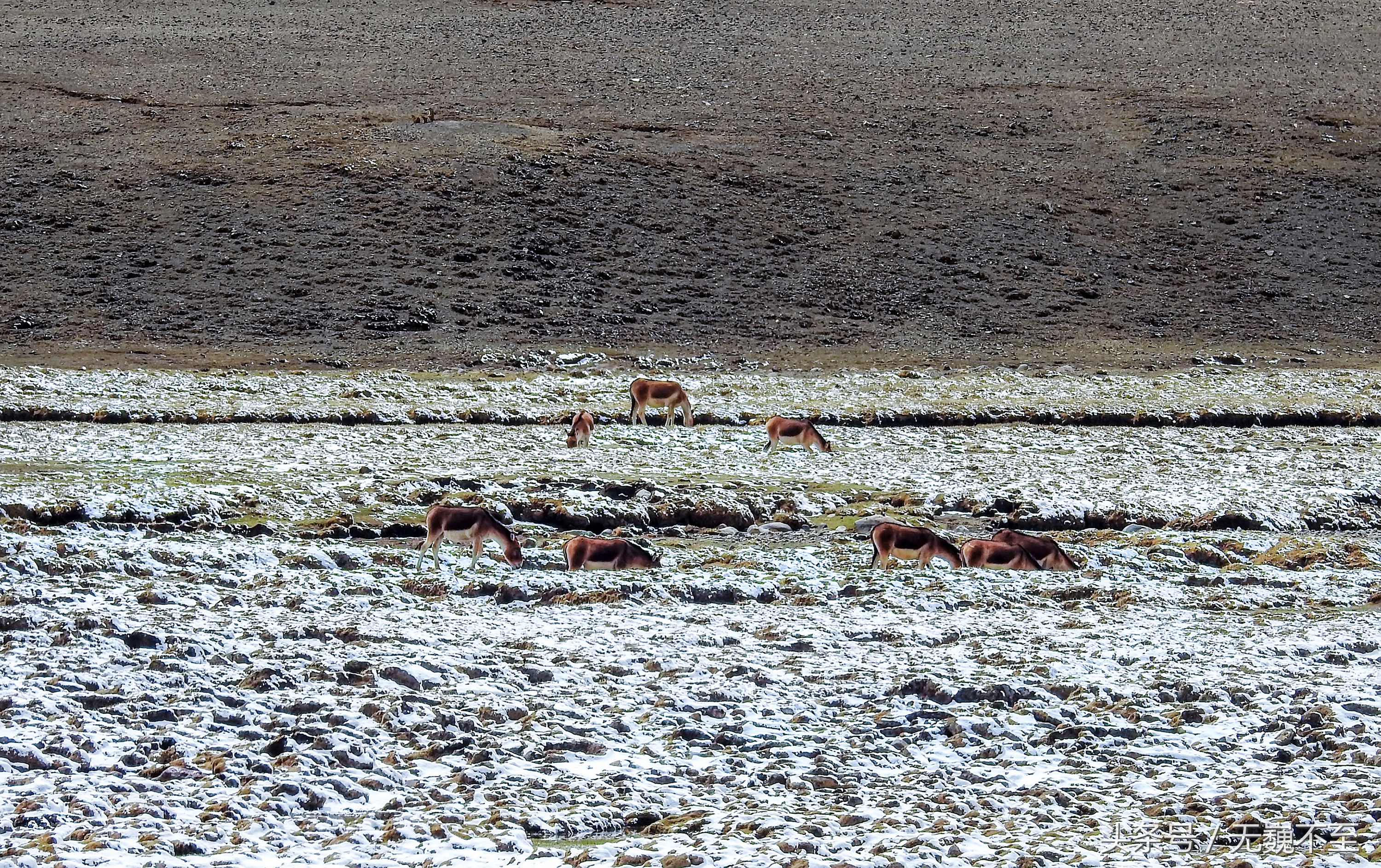 四姑娘山海拔最高的垭口,攀登四姑娘山三峰海拔多少