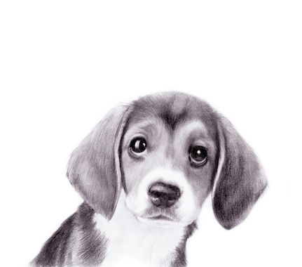 狗年属狗、龙、牛、羊、鸡要特别谨慎，说不定就有你