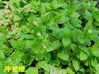 田间杂草及名称图片,地里杂草看不见实拍