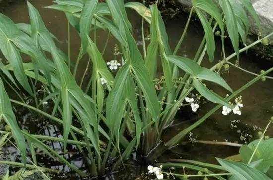 田间杂草认不清来看高清图谱,地里杂草看不见实拍