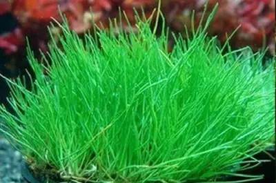 田间杂草及名称图片,草田杂草实图及名称