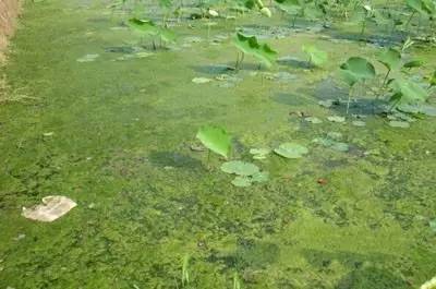田间杂草认不清来看高清图谱,地里杂草看不见实拍