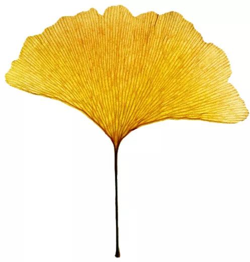 原创母亲,原创妈妈