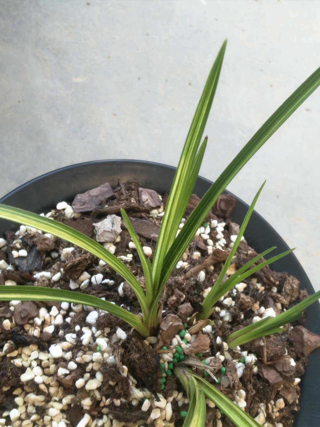 收到100块钱假钱亏了多少,如何区分蕙兰缟艺好坏的方法