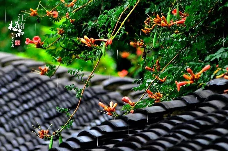 青梅的诗句古诗,青梅古诗其二