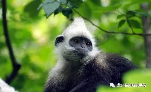 来上犹我养你高清图片,来武平我养你