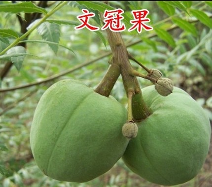 文冠果苗木的栽培技术,文冠果的栽培管理及盆景欣赏