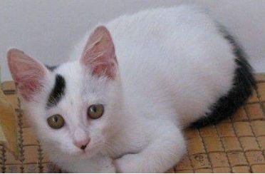 原来不只有相马经，还有《相猫经》，这些猫的名字你听说过吗