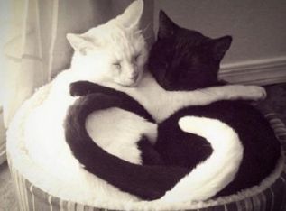 原来不只有相马经，还有《相猫经》，这些猫的名字你听说过吗