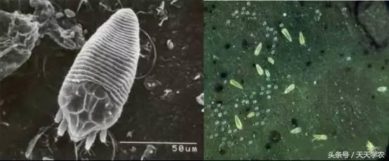 柑橘锈壁虱是螨虫红蜘蛛造成的吗,柑橘红蜘蛛爆发时期
