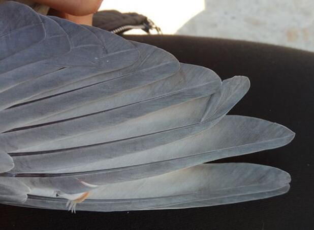 爱鸽翅膀弯曲甚至折断了，你该做什么？