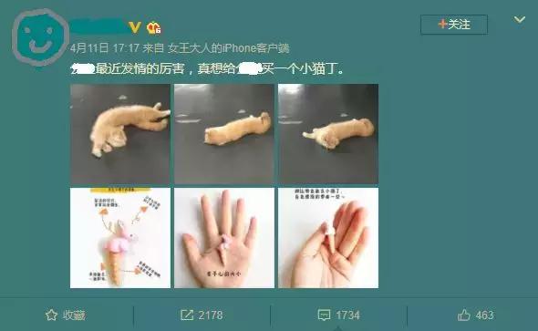 淘宝惊现猫咪情趣用品！扒一扒江湖上解决猫咪发情的N种方法