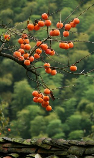 美文美图视频朗读,美文美图欣赏集锦