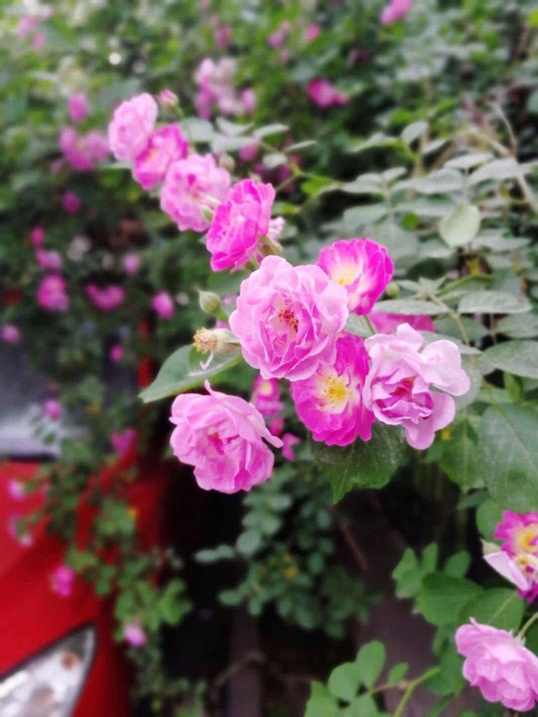 玫瑰月季和月季有区别吗,玫瑰月季如何区别品种图解