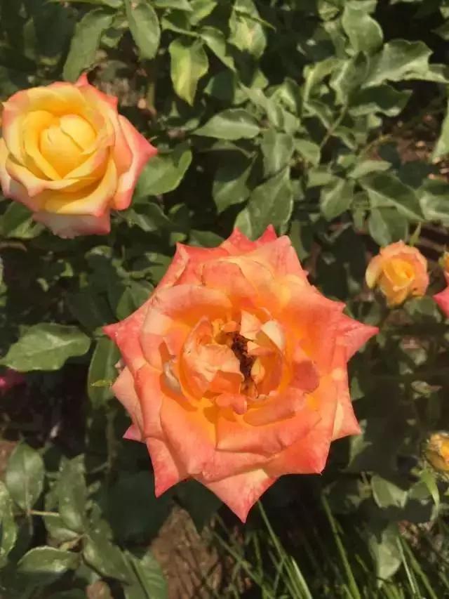 玫瑰月季和月季有区别吗,玫瑰月季如何区别品种图解