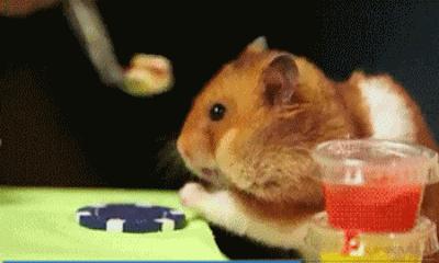 你过来一下仓鼠表情包,仓鼠表情包整套叫什么