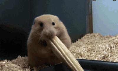 你过来一下仓鼠表情包,仓鼠表情包整套叫什么