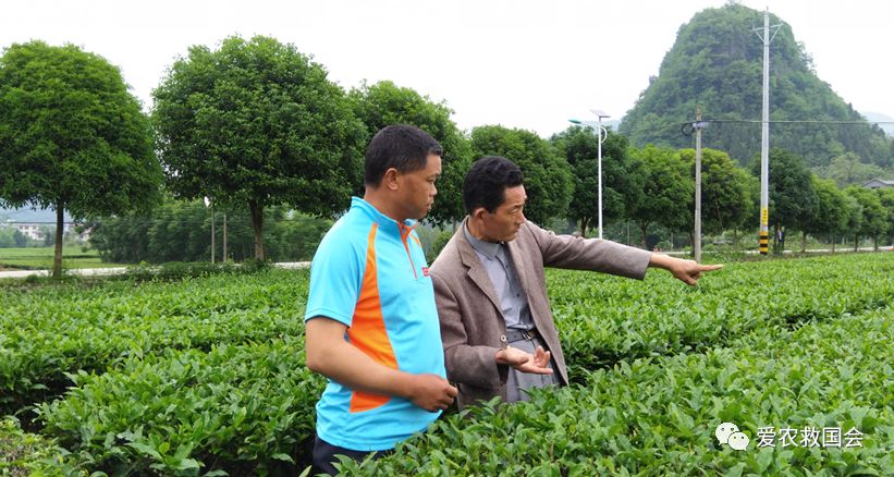 茶园里的害虫和益虫,茶园常见的两种害虫