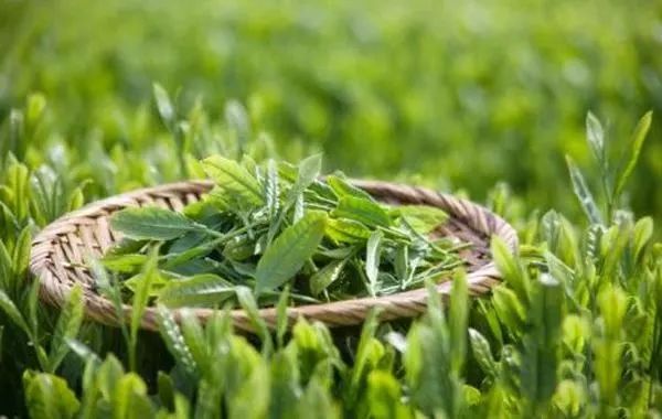 牙齿美白慕斯真的好用吗,牙齿美白慕斯真的好吗