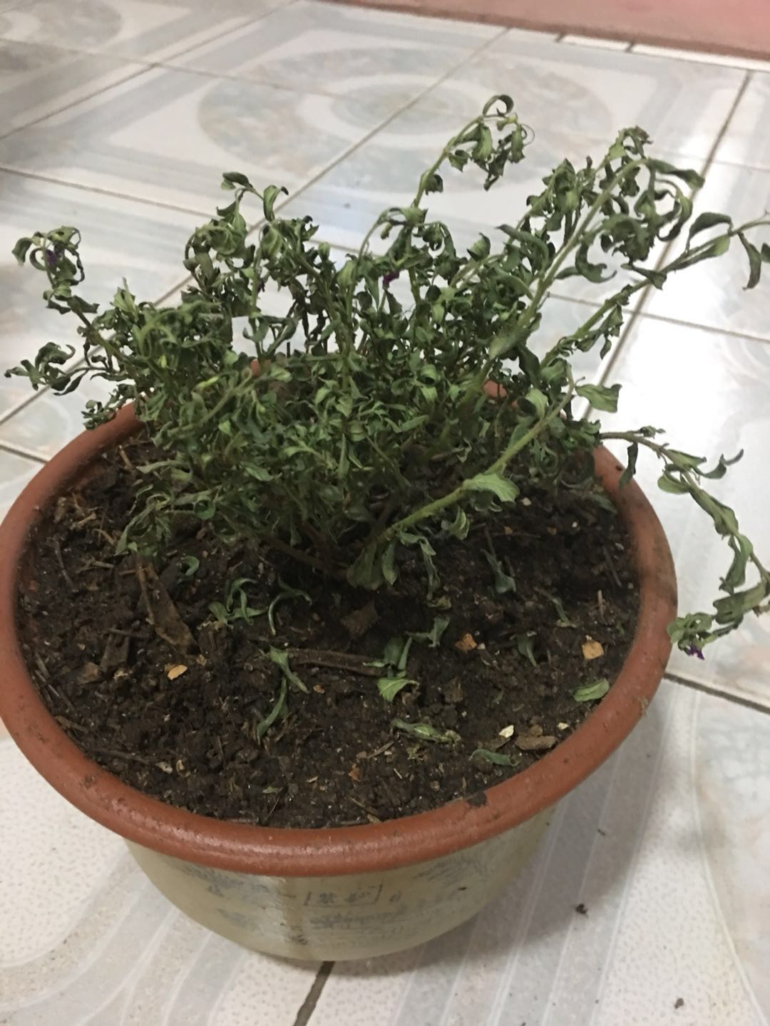 新手养花容易犯哪些错误如何避免,新手多肉养花小窍门方法