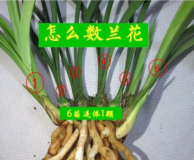 建兰素心兰品种及图片,青山玉泉兰花勤花吗