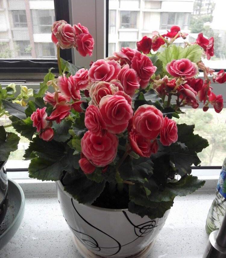 新手养花容易犯哪些错误如何避免,新手多肉养花小窍门方法