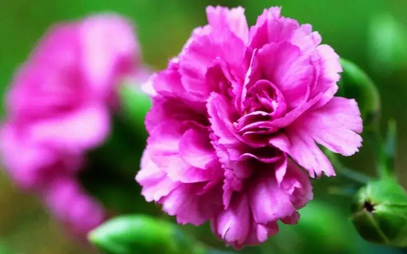 母亲节一束康乃馨送给最亲爱的人,母亲节送妈妈康乃馨图片