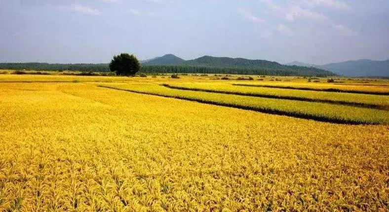 好吃的糙米饭推荐有味道,最好吃的糙米饭