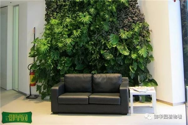 绿色植物墙怎么拍照好看,小矮墙如何拍文艺照片