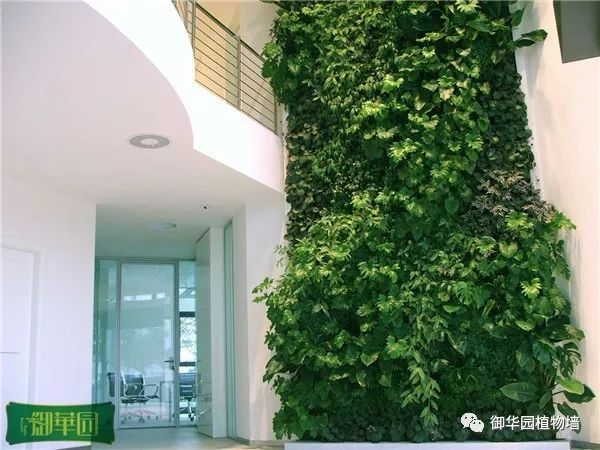 绿色植物墙怎么拍照好看,小矮墙如何拍文艺照片