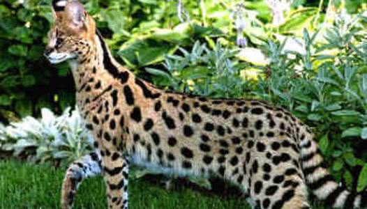 世界上顶级的十大宠物猫,世界上最贵的猫六个亿布偶猫