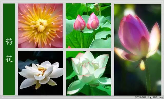 最全花品种,史上最简单的十种花