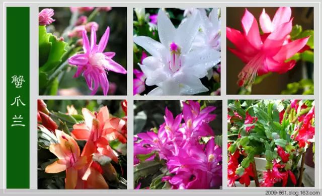 最全花品种,史上最简单的十种花