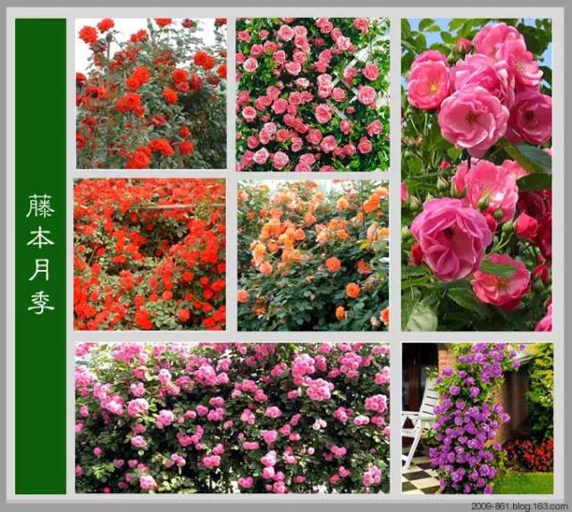 最全花品种,史上最简单的十种花