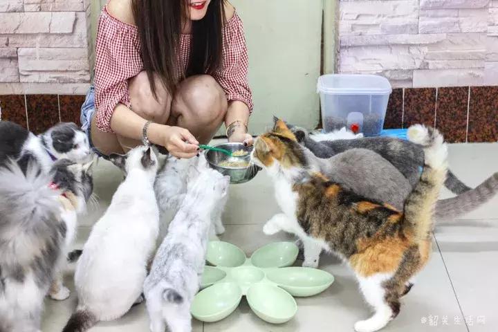 喂！妖妖灵吗？韶关这条巷子内有人聚众吸猫！已经有人沦陷了……