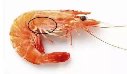 虾背有白线是寄生虫吗,虾头里的白线是寄生虫吗