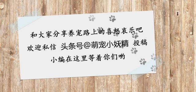 1米9小伙找了个袖珍女友,1米9小伙找了个袖珍女朋友