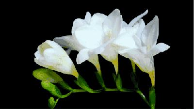 母亲节送花送啥花最合适,母亲节除了送花还能送什么学生党