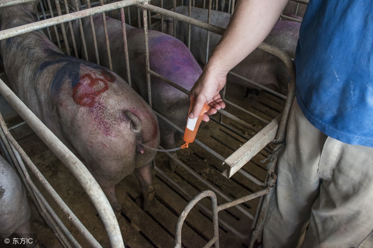 母猪配种后的五分钟，农民养殖户这样做，母猪一窝也能产13头