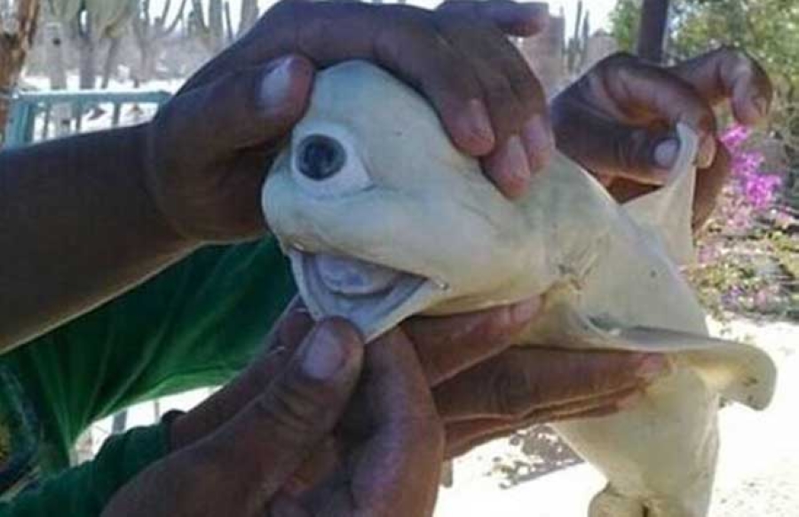 出现独眼鱼的原因,独眼鲨鱼为什么会出现残疾缺陷