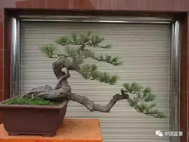 一本双杆式映山红盆景,一本双杆黄杨盆景制作全过程