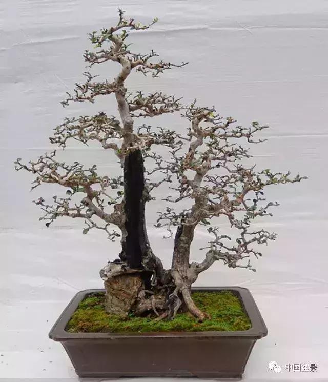 一本双杆式映山红盆景,一本双杆黄杨盆景制作全过程