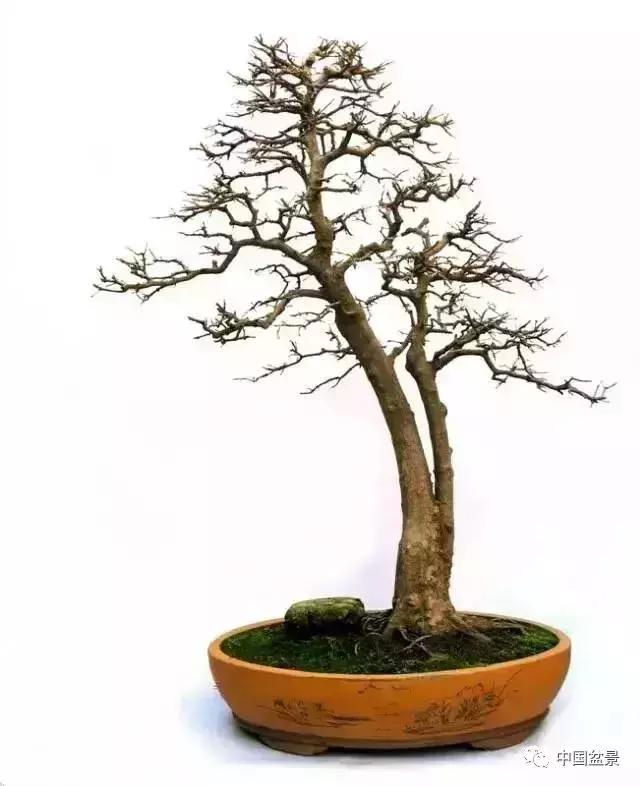 一本双杆式映山红盆景,一本双杆黄杨盆景制作全过程