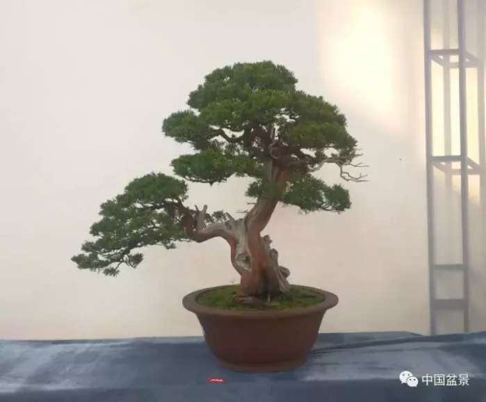 一本双杆式映山红盆景,一本双杆黄杨盆景制作全过程