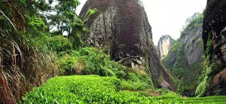 困鹿山皇家古茶园图片,普洱困鹿山皇家古茶园中的茶王树