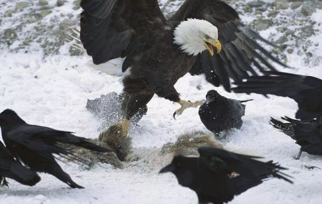 鸟和人类基因相似度多少,鸟和猫的智商哪个高